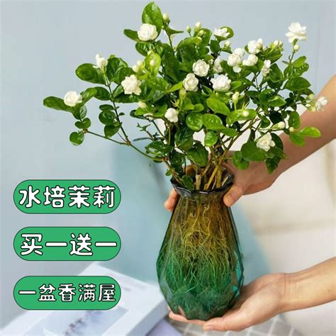 水培 植物|水培植物